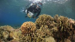 Tidore Akan Punya Museum Bawah Laut Berisi Benda Antik