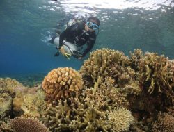 Tidore Akan Punya Museum Bawah Laut Berisi Benda Antik