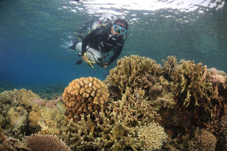 Tidore Akan Punya Museum Bawah Laut Berisi Benda Antik