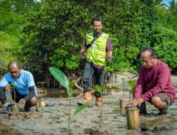 Harita Nickel Konsisten Dalam Rehabilitasi Mangrove di Halsel