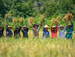 Panen Raya Kedua Program Harita Nickel di Desa Buton Pulau Obi