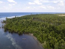 Kemenko Marves Apresiasi Harita Nickel Rehabilitasi Mangrove di Halsel