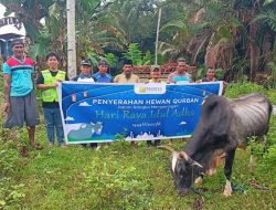 Harita Nickel Salurkan 31 Sapi & 3 Kambing pada Perayaan Idul Adha