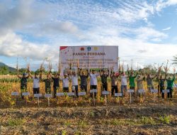 Petani Binaan Harita Nickel Panen Perdana Kedelai Jumlahnya Lampaui Produktivitas Nasional
