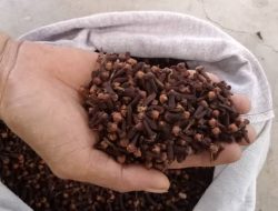 Harga Cengkeh di Kota Ternate Perlahan Mulai Pulih