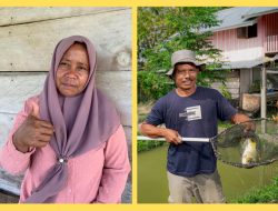 Cerita Petani Binaan Harita Nickel Sukses Jadi Pemasok Bahan Pangan
