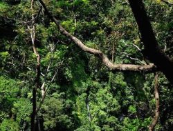 Warga Subaim Haltim Hilang di Hutan Kawasan Gunung Putih