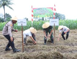 Dukung Ketahanan Pangan, Pemda Halut Hadiri Penanaman Jagung Serentak Kuartal III