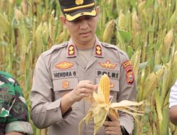 Dukung Ketahanan Pengan, Kapolres Halsel Kawal Panen Raya Jagung di Tomori