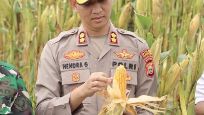 Dukung Ketahanan Pengan, Kapolres Halsel Kawal Panen Raya Jagung di Tomori
