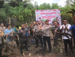 Dukung Ketahanan Pangan, Polres Halut Panen Singkong 2 Ton