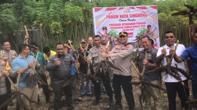 Dukung Ketahanan Pangan, Polres Halut Panen Singkong 2 Ton