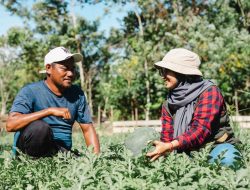 Petani Milenial Obi Pasok Puluhan Ton Buah dan Sayur ke Harita Nickel