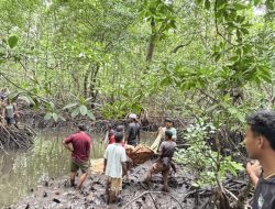 Warga Gitaraja Ditemukan Meninggal Dunia di Dalam Hutan Mangrove