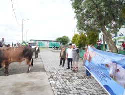 Wali Kota Ternate Serahkan Sapi Bantuan dari Presiden ke Panitia Kurban Al Munawar